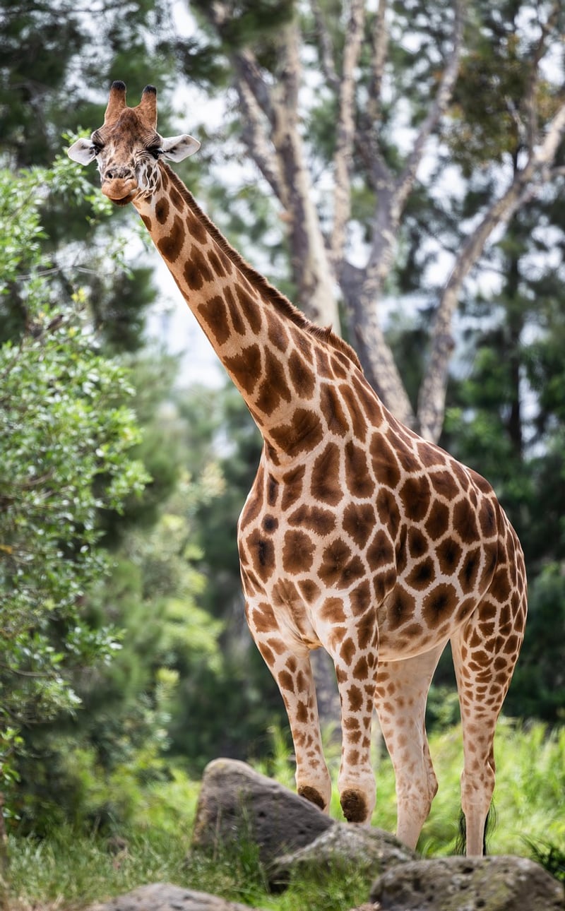 Fabled Fauna Spotting