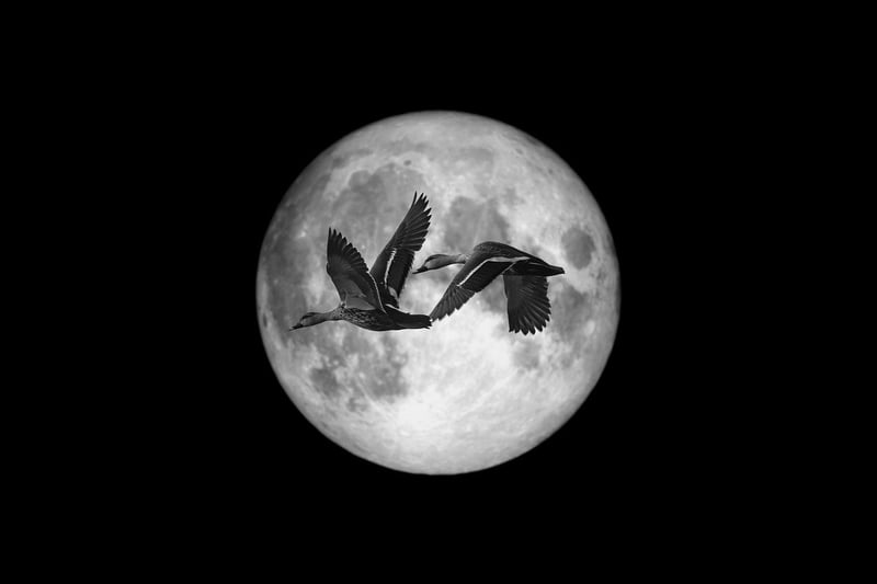 Moonlit Travels